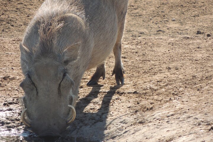 Addo Elephant Park Full day big 5 Safari