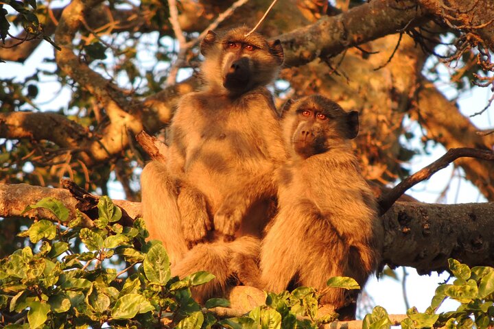 Addo Elephant Park Full day big 5 Safari