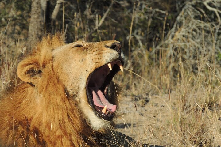 Addo Elephant Park Full day big 5 Safari