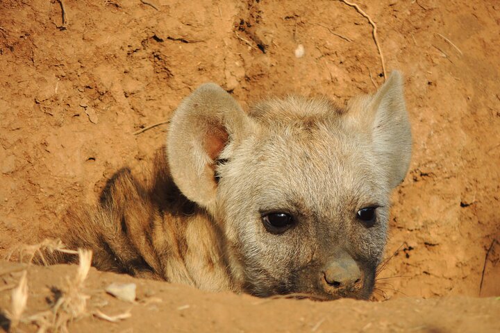 Addo Elephant Park Full day big 5 Safari