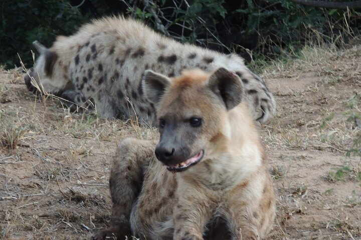Addo Elephant Park Full day big 5 Safari