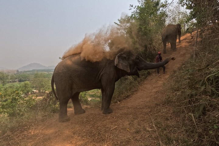 Premium Half-Day Ethical Elephant Sanctuary Experience Max9Guest