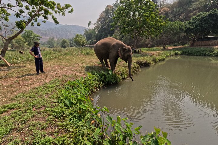 Premium Half-Day Ethical Elephant Sanctuary Experience Max9Guest