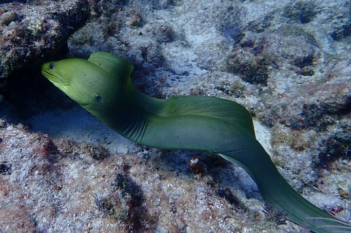 Key Largo Coral Reef Half Day Snorkel Trip