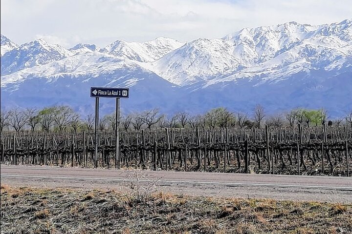 Uco Valley Wineries Day with Private Driver