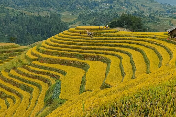 Full Day Private Trekking Mu Cang Chai