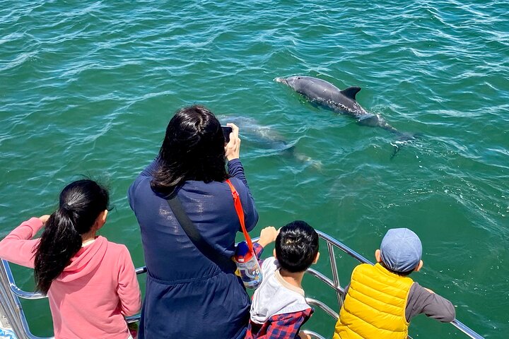 Mandurah Dolphin Cruise and Views