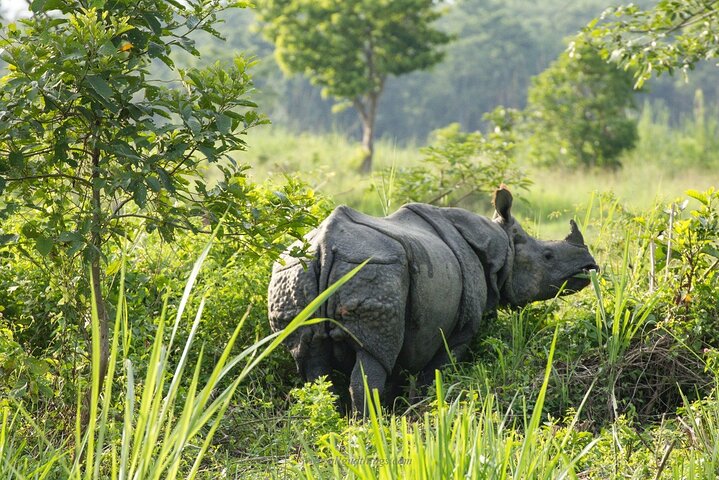 Half Day Sharing Jeep Safari in Chitwan National Park