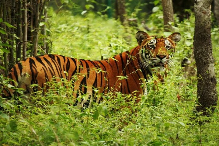 Half Day Sharing Jeep Safari in Chitwan National Park
