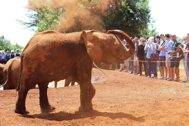 Elephant Orphanage & Giraffe Centre Tour
