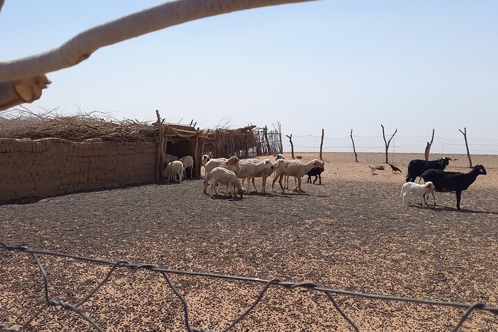Private Day Trip From Erfoud To Merzouga Desert With Lunch