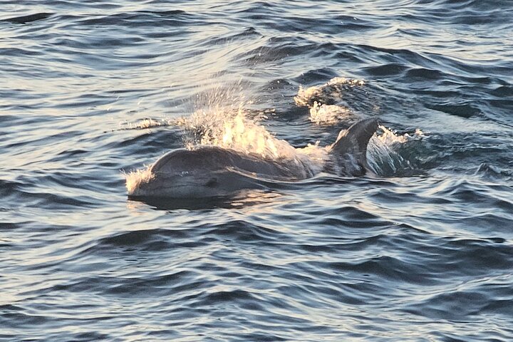 Fantastic DOLPHIN & SUNSET TOUR with dinner ( Pula-NP BRIJUNI )