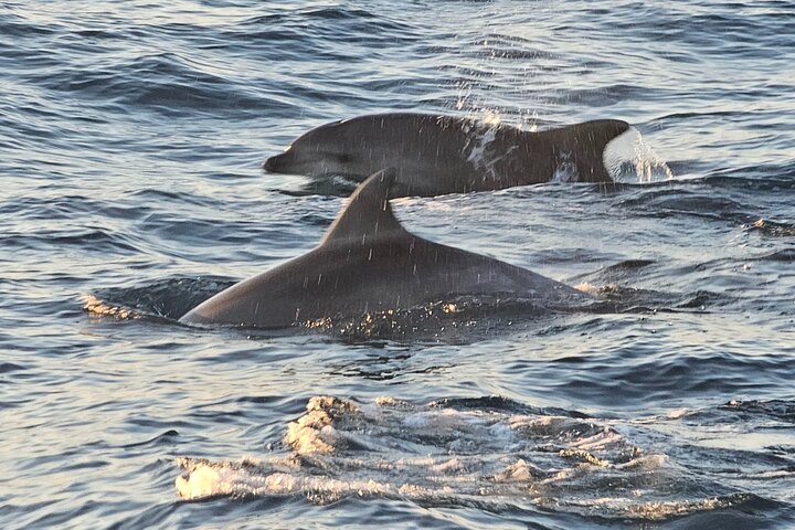 Fantastic DOLPHIN & SUNSET TOUR with dinner ( Pula-NP BRIJUNI )