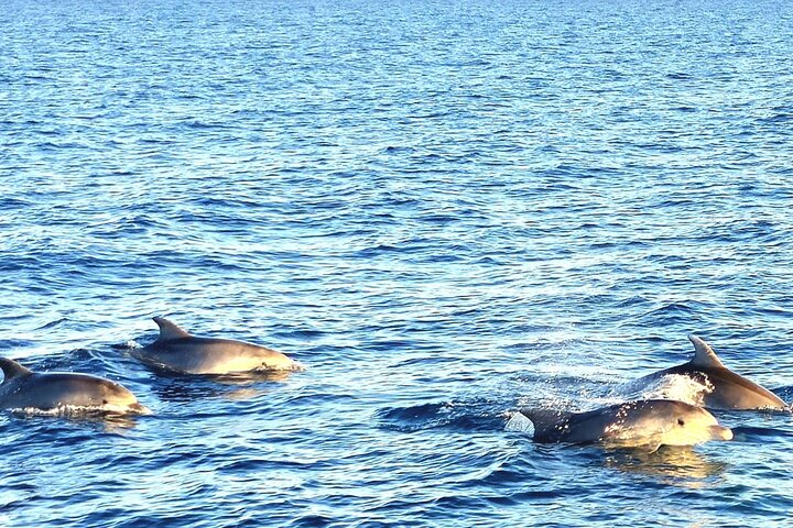 Fantastic DOLPHIN & SUNSET TOUR with dinner ( Pula-NP BRIJUNI )