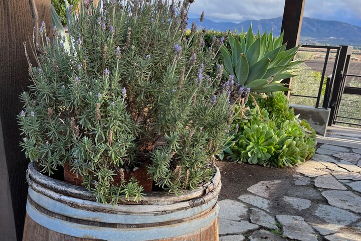 Private Deluxe Wine Tour to Valle de Guadalupe by Luxury Vehicle