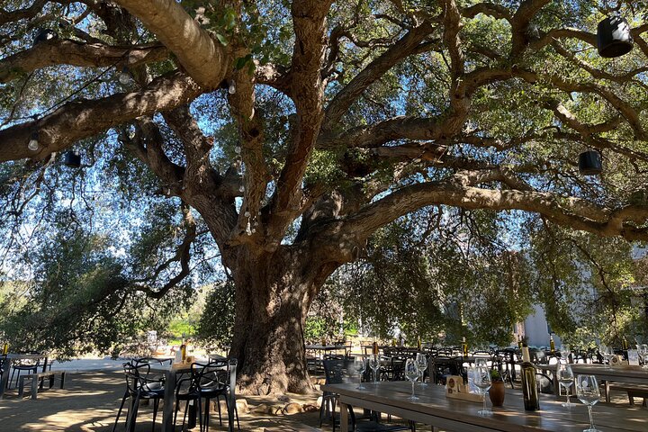 Private Deluxe Wine Tour to Valle de Guadalupe by Luxury Vehicle