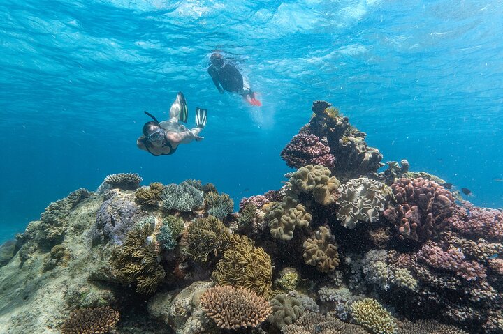 Great Barrier Reef Full Day Tour from Cairns