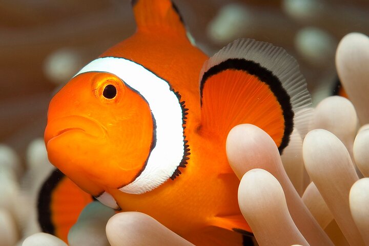 Great Barrier Reef Full Day Tour from Cairns