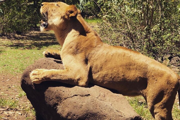 South Discovery With Wild Life Safari at Casela Park with Lunch