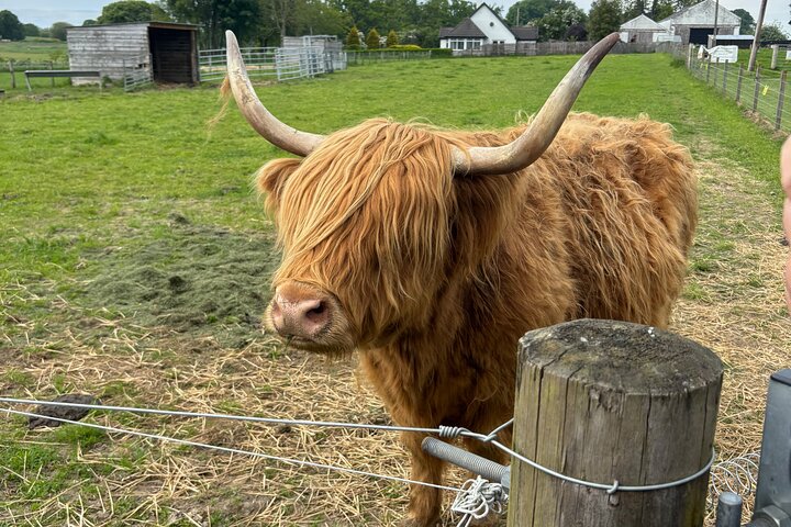 Private Outlander Tour From Invergordon or Inverness
