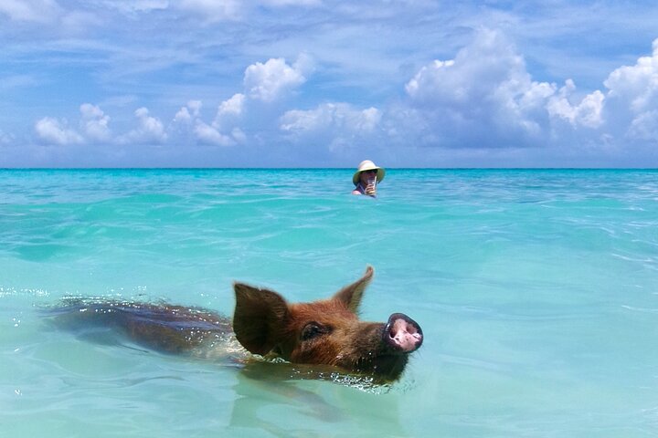 Nassau Swimming Pigs and Private Beach Club Escape
