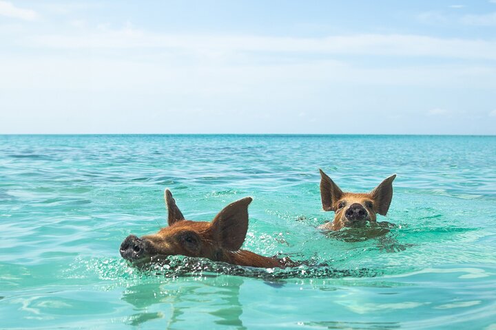 Nassau Swimming Pigs and Private Beach Club Escape