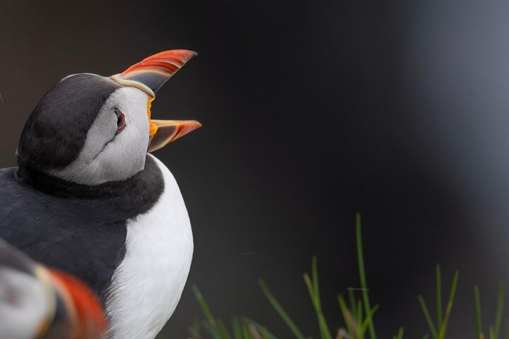 Guided Puffin Safari Boat Tour