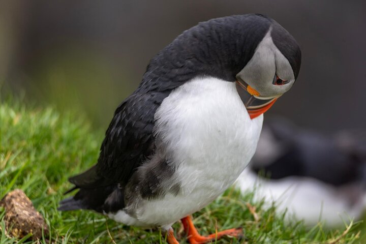 Guided Puffin Safari Boat Tour