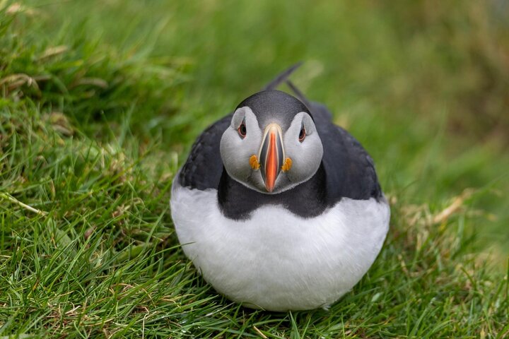 Guided Puffin Safari Boat Tour