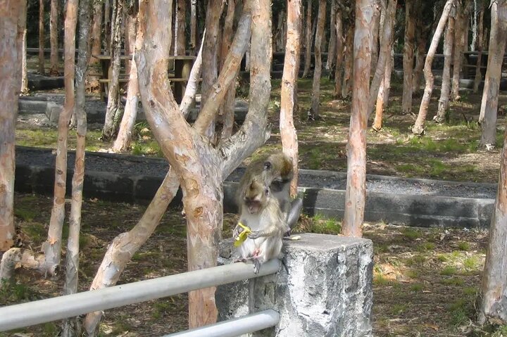 South Discovery With Wild Life Safari at Casela Park with Lunch