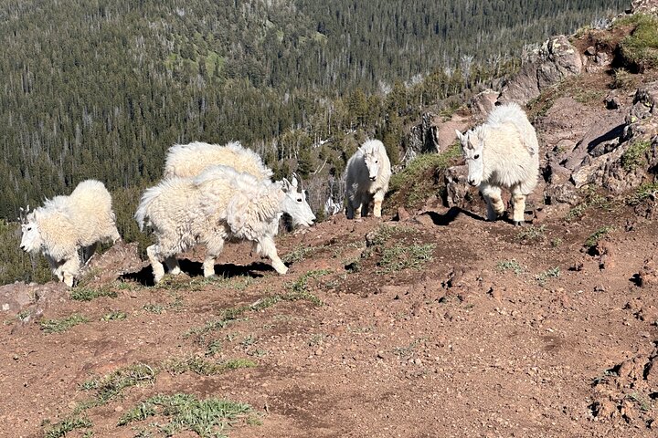 UTV Tour of Big Springs, Flats, and Sawtell Peak