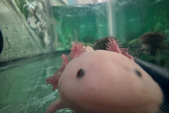 Mexico City Get to know Xochimilco and the axolotl sanctuary