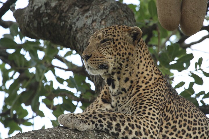 4 Days Group Camping Safari