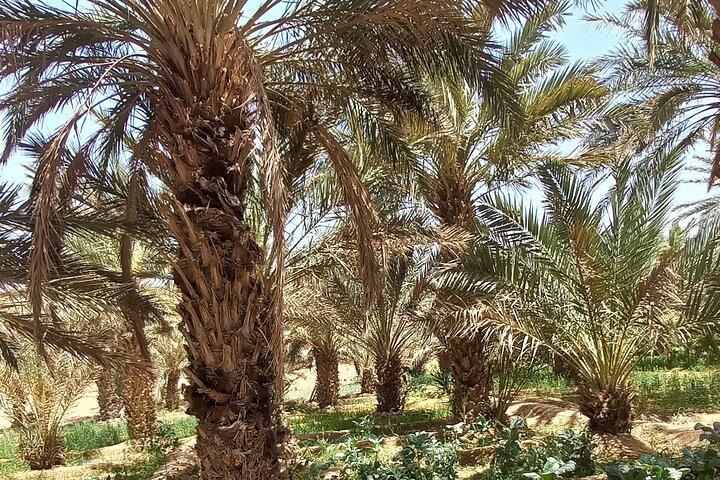 Private Day Trip From Erfoud To Merzouga Desert With Lunch