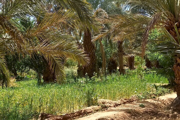 Private Day Trip From Erfoud To Merzouga Desert With Lunch