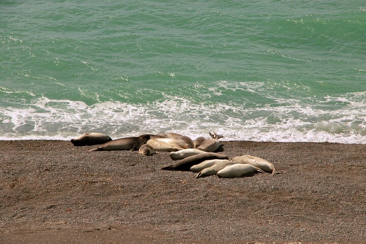 Shore Excursion Peninsula Valdes cruise passengers Puerto Madryn
