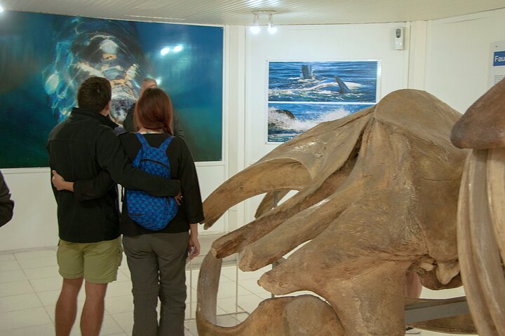 Shore Excursion Peninsula Valdes cruise passengers Puerto Madryn