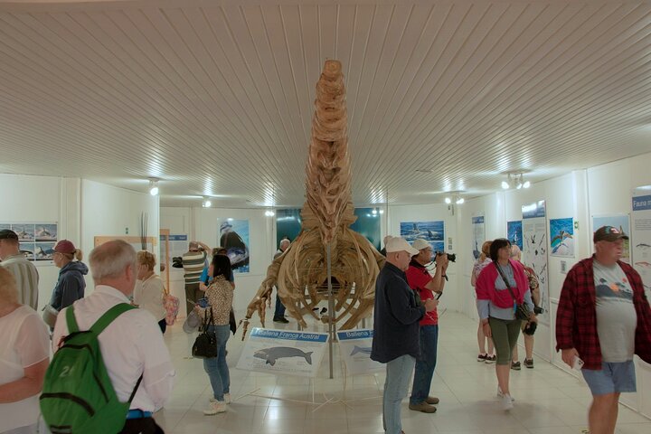 Shore Excursion Peninsula Valdes cruise passengers Puerto Madryn