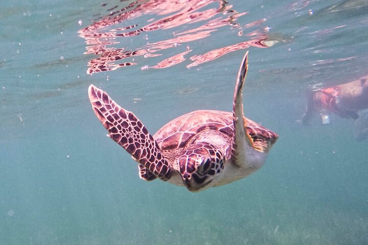 Half Day Semiprivate Snorkeling with Turtles and Majestic Cenote