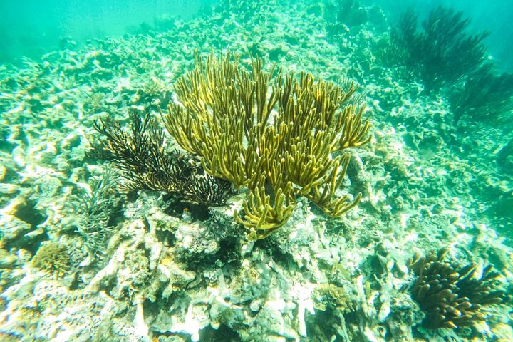 Half Day Semiprivate Snorkeling with Turtles and Majestic Cenote