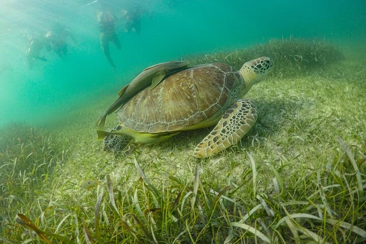 Small Group Semi Private Akumal and Cenote Snorkeling Tour