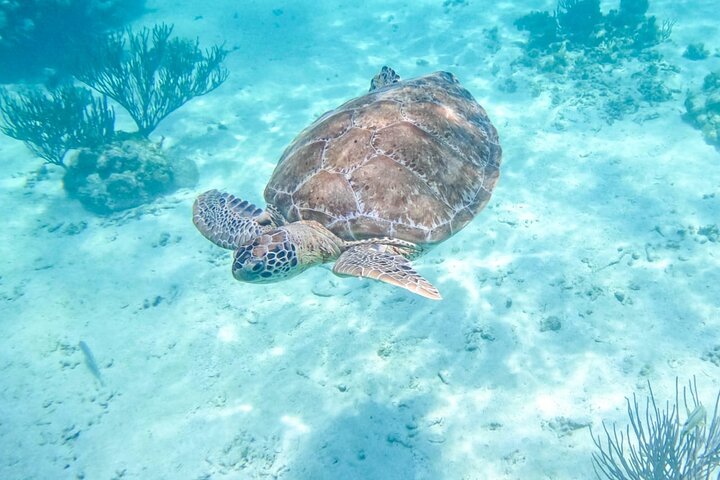 Half Day Semiprivate Snorkeling with Turtles and Majestic Cenote