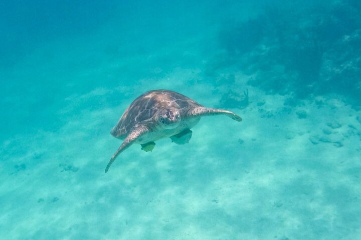 Small Group Semi Private Akumal and Cenote Snorkeling Tour