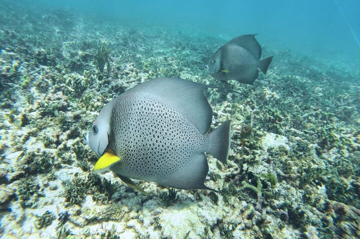 Half Day Semiprivate Snorkeling with Turtles and Majestic Cenote