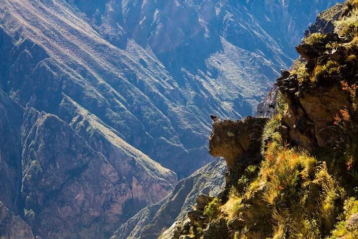 2 Days Colca Canyon Tour with Transfer to Puno