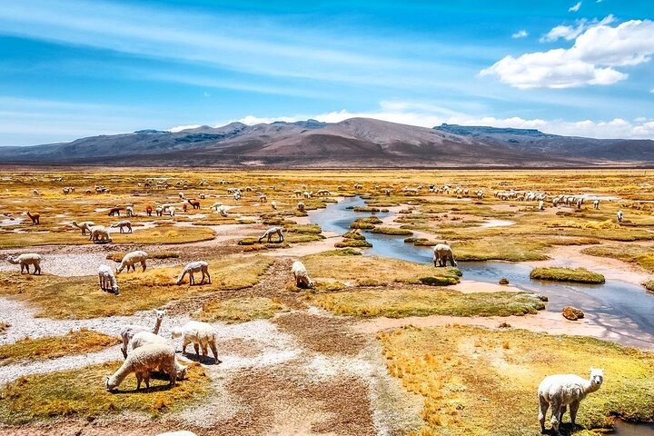 2 Days Colca Canyon Tour with Transfer to Puno