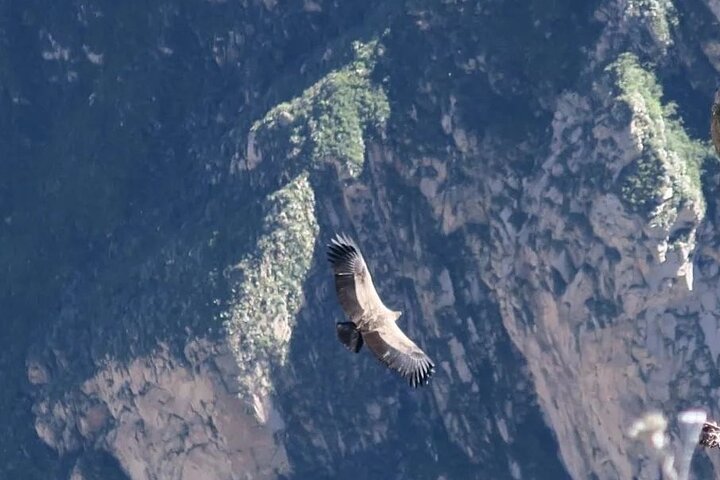 2 Days Colca Canyon Tour with Transfer to Puno