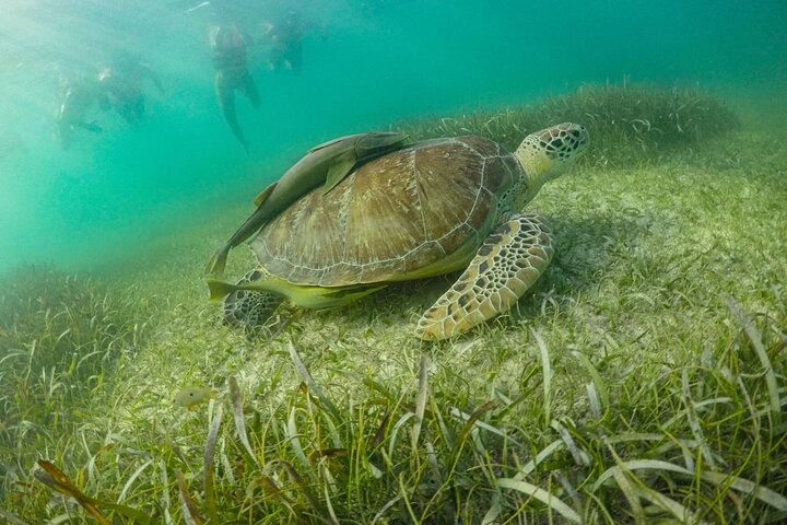 Private Half-day Luxury Experience with Turtles & Majestic Cenote