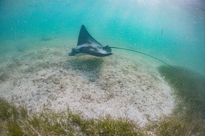 Private Half-day Luxury Experience with Turtles & Majestic Cenote