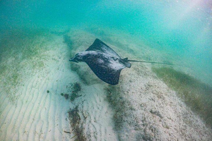 Private Half-day Luxury Experience with Turtles & Majestic Cenote
